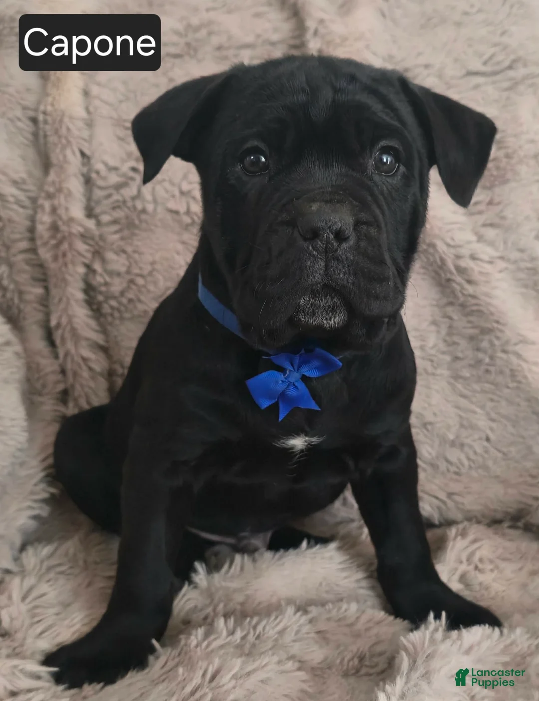 Cane Corso dogs for sale: Capone - Ad 1