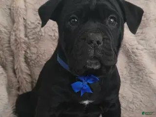 Cane Corso dogs Capone - Ad 1