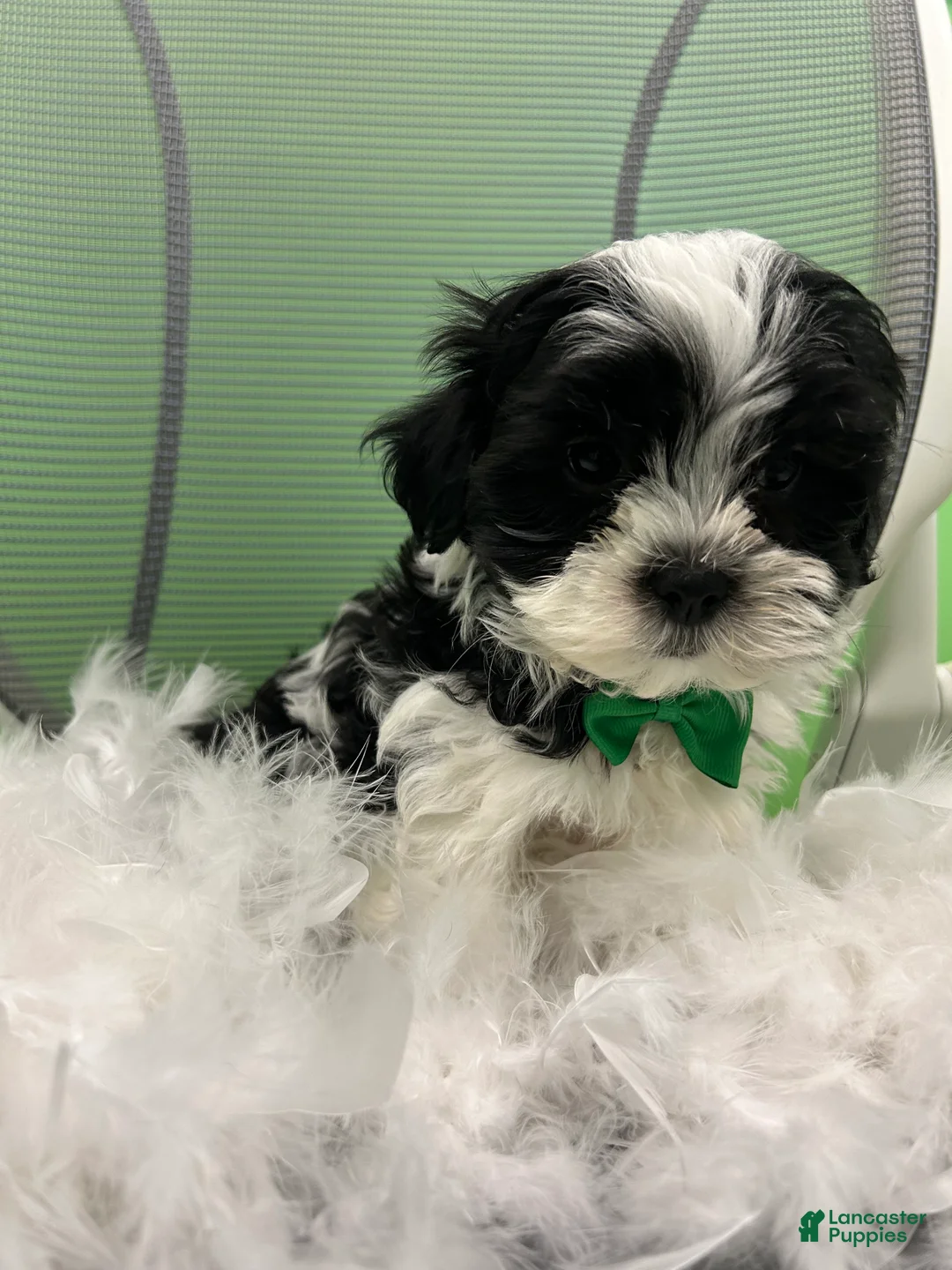 Malshi dogs for sale: Malshi Puppy 3 - Ad 2