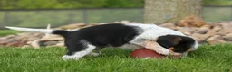 Beagle dogs for sale: Cruz  - Ad 13