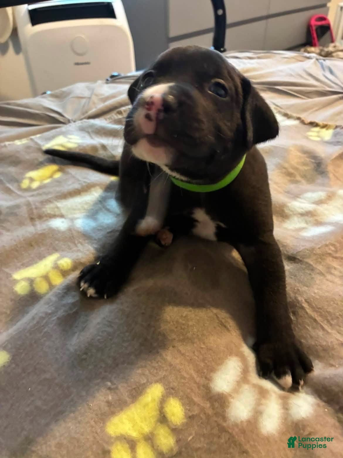 Mixed Breed dogs Mixed Breed 2 - Ad 35