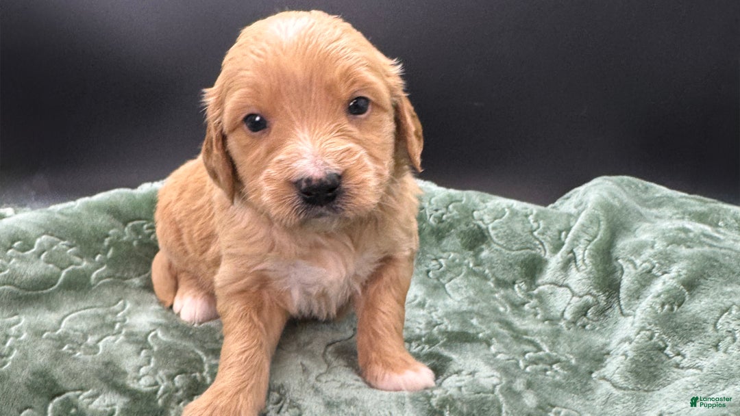 Mini Goldendoodle dogs for sale: Loki F one - Ad 6