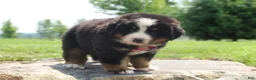 Bernese Mountain Dog dogs for sale: Pink Collar Girl - Ad 5