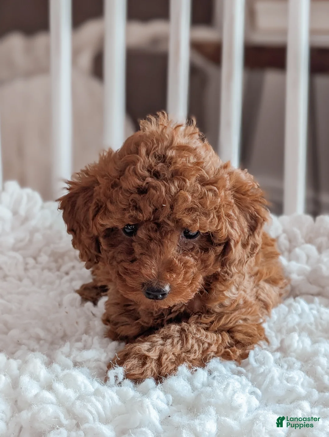Miniature Poodle dogs for sale: Bella - Ad 9