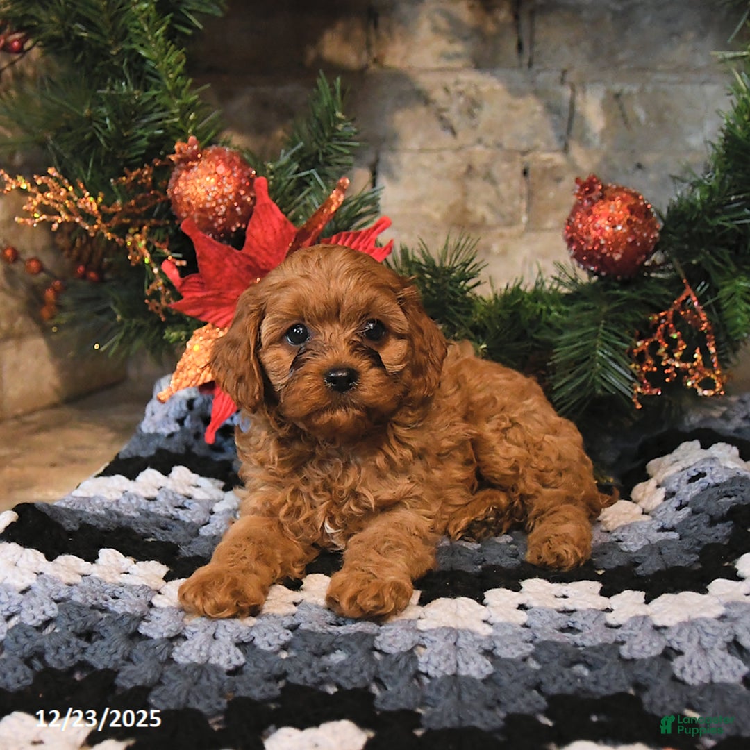 Cavapoo dogs for sale: Fifi - Ad 3