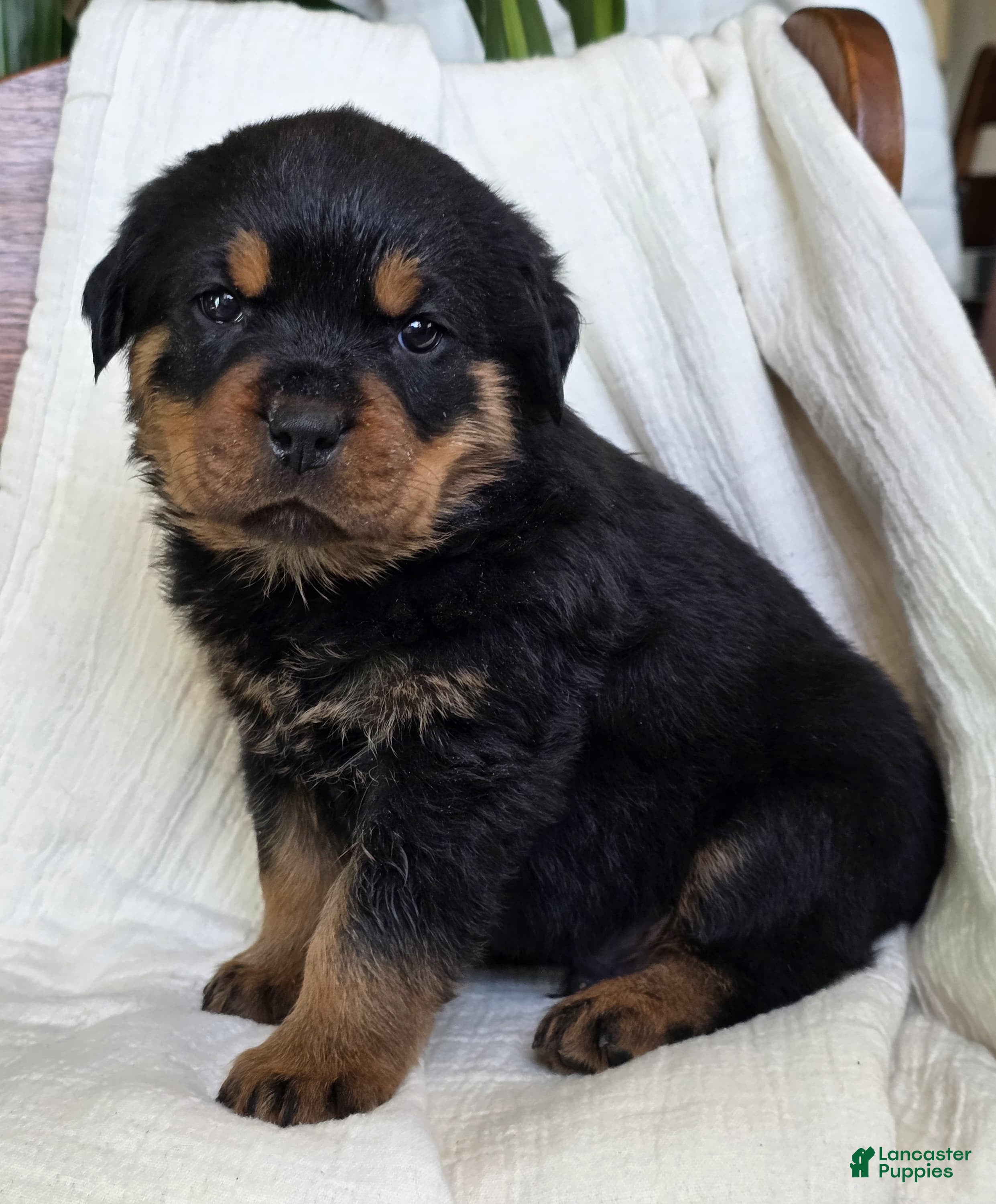 Rottweiler dogs Dakota - Ad 2