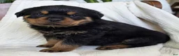 Rottweiler dogs for sale: Dakota - Ad 2