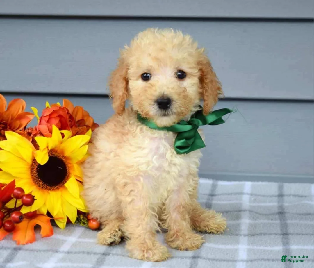 Goldendoodle dogs for sale: Oliver - Ad 7