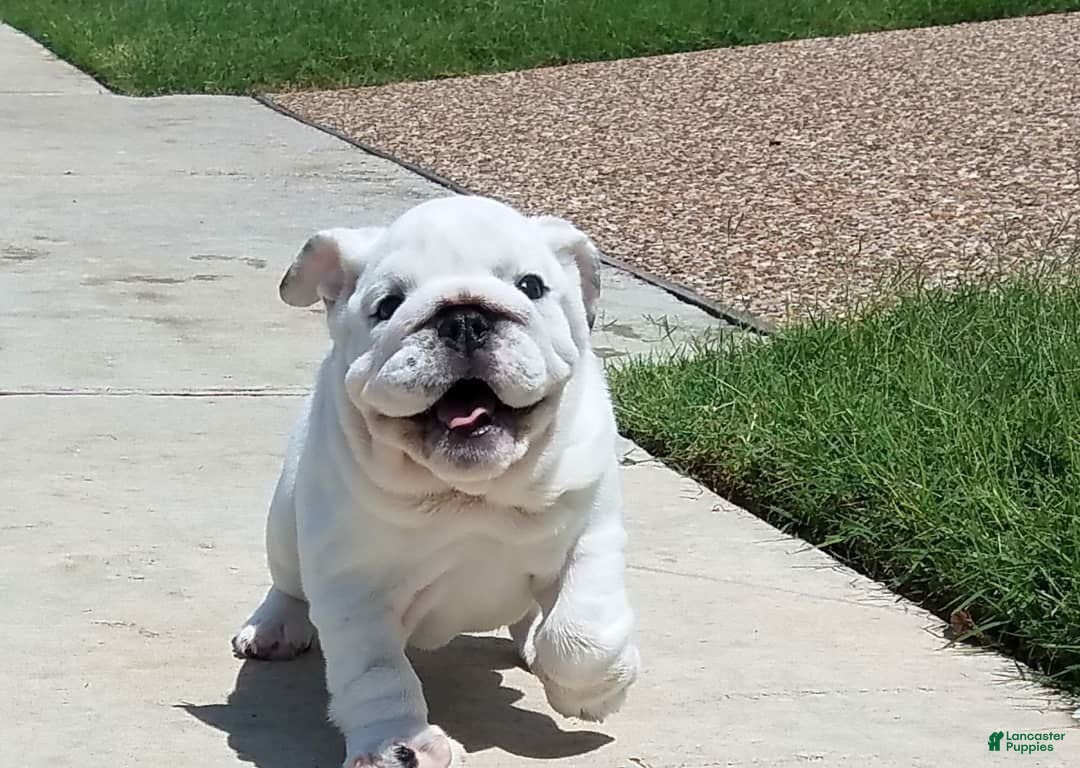English Bulldog dogs for sale: English Bulldog 3 - Ad 2