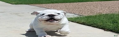 English Bulldog 3