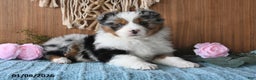 Miniature Australian Shepherd dogs for sale: Eylie - Ad 2