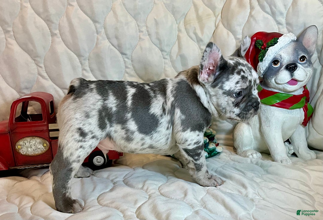 French Bulldog dogs for sale: Tracker - Ad 6