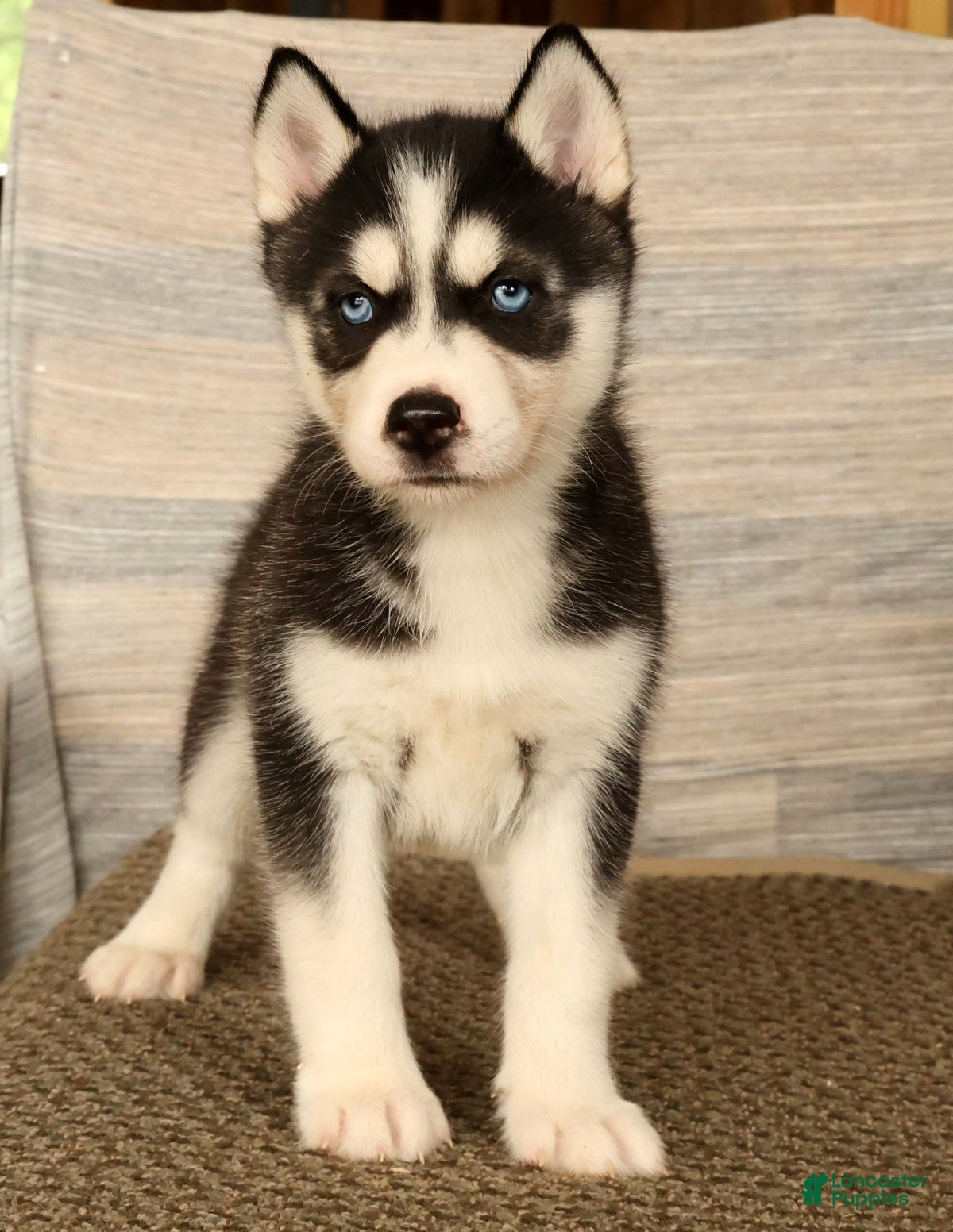 Siberian Husky dogs Oreo - Ad 2