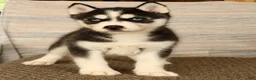 Siberian Husky dogs for sale: Oreo - Ad 2