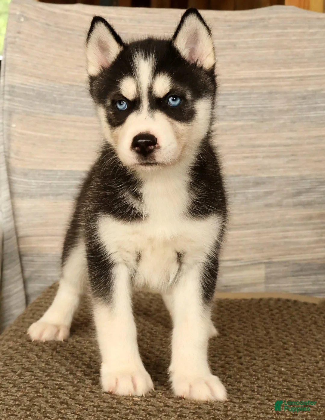 Siberian Husky dogs for sale: Oreo - Ad 2
