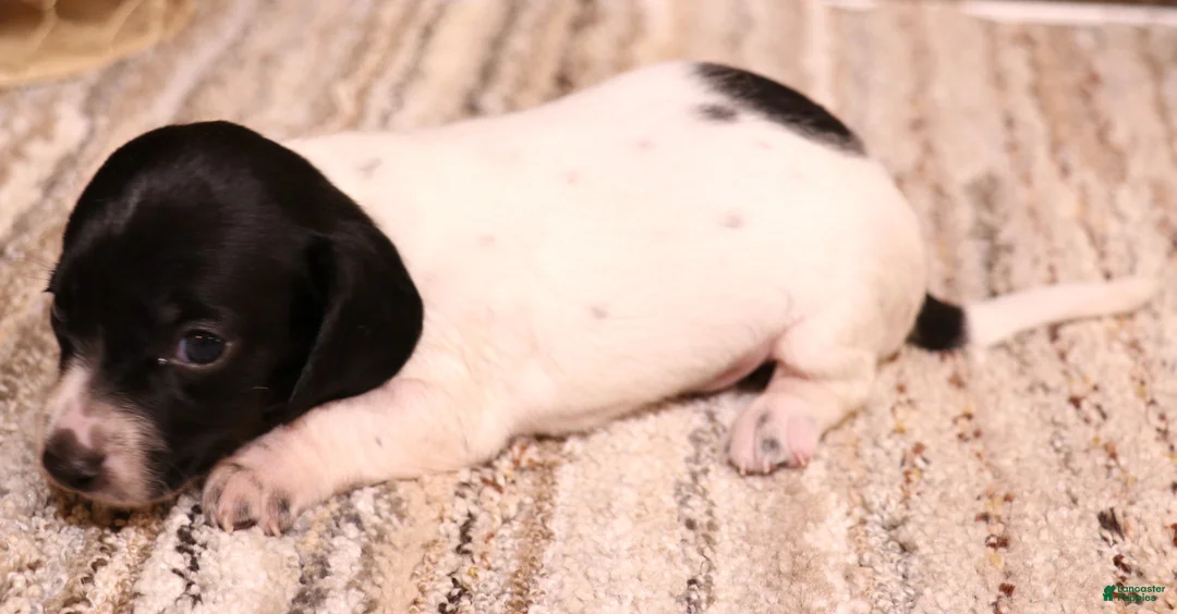 Miniature Dachshund dogs for sale: Peterson black/tan pied smooth male - Ad 2