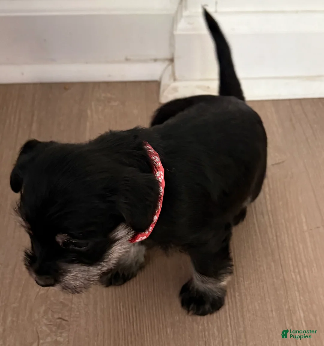 Miniature Schnauzer dogs for sale: Miniature Schnauzer 3 - Ad 2