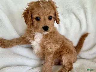 Cavapoo dogs for sale: Nala 💗 - Ad 1