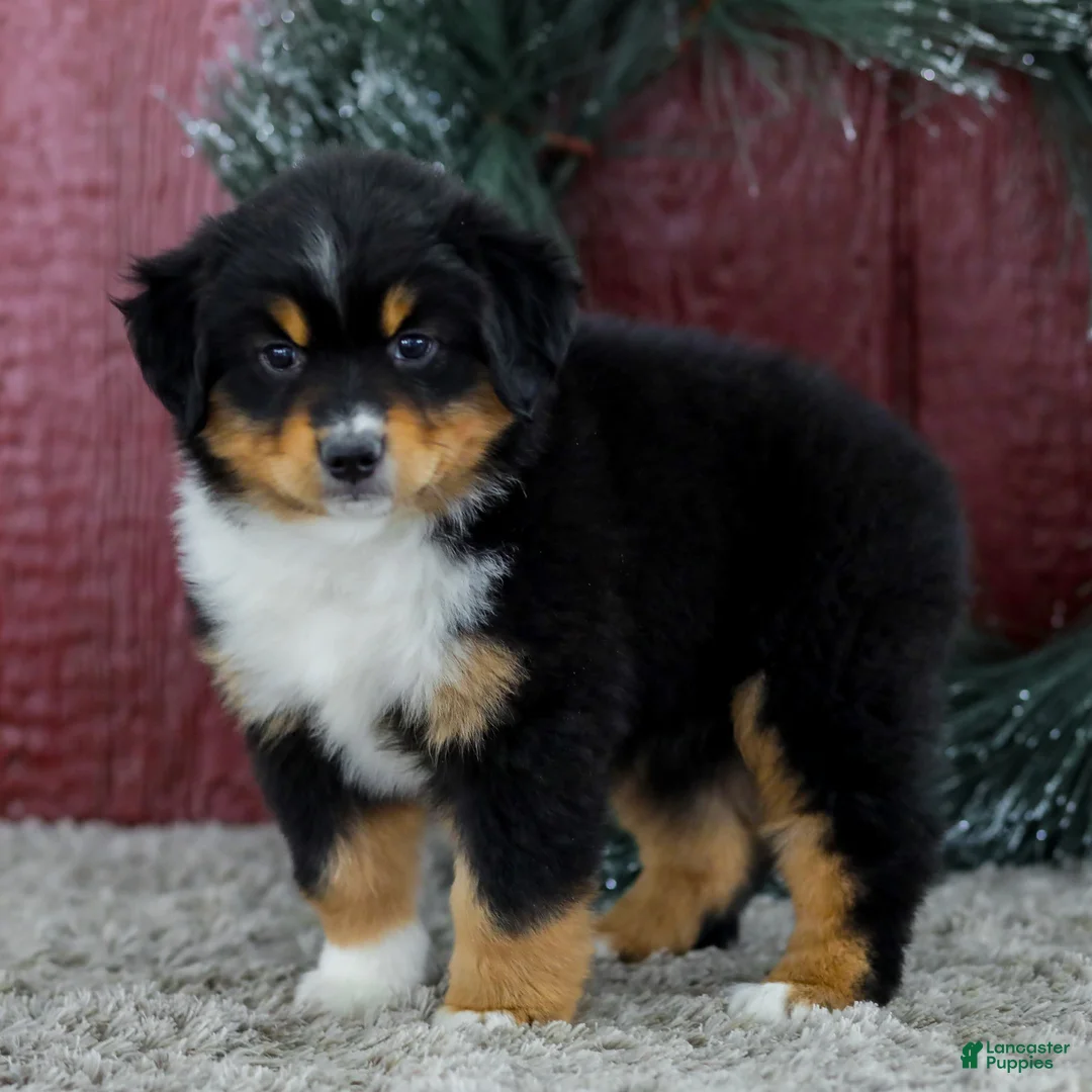 Miniature Australian Shepherd dogs for sale: Caroline - Ad 3