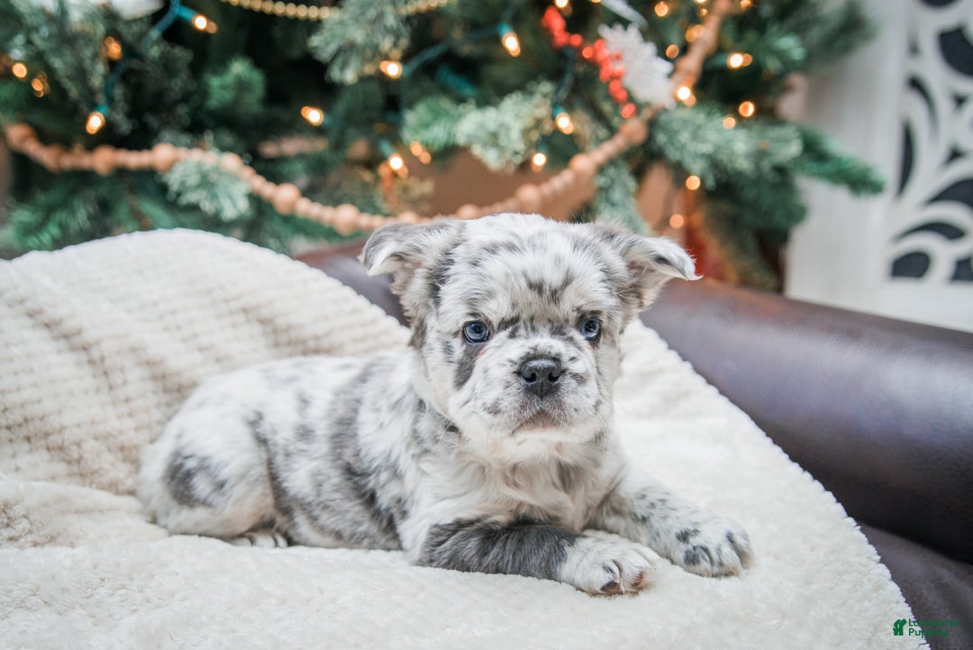French Bulldog dogs for sale: Willow - fluffy  - Ad 1