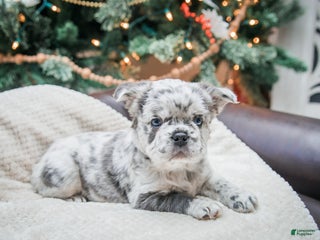 French Bulldog dogs Willow - fluffy - Ad 26