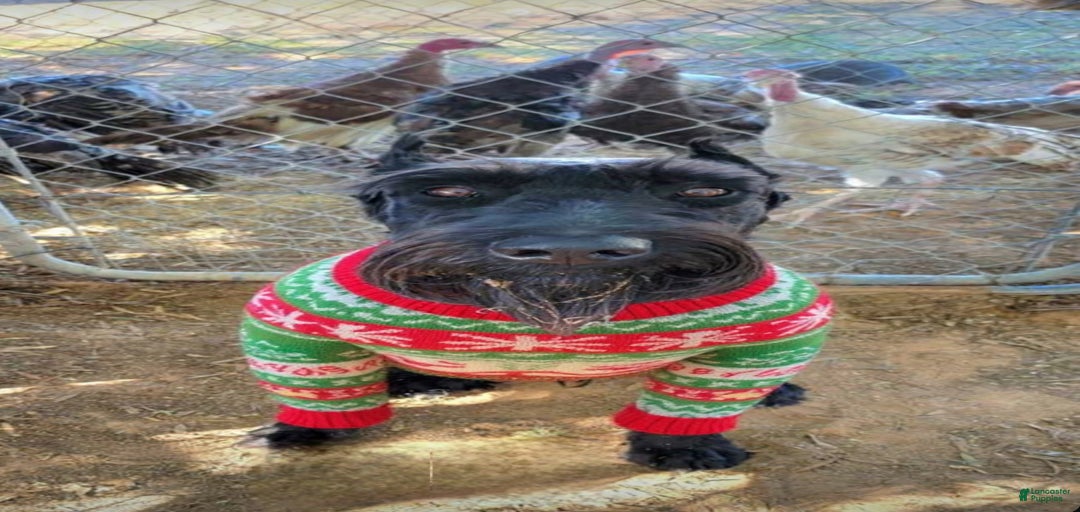 Gallery Image {{count}}