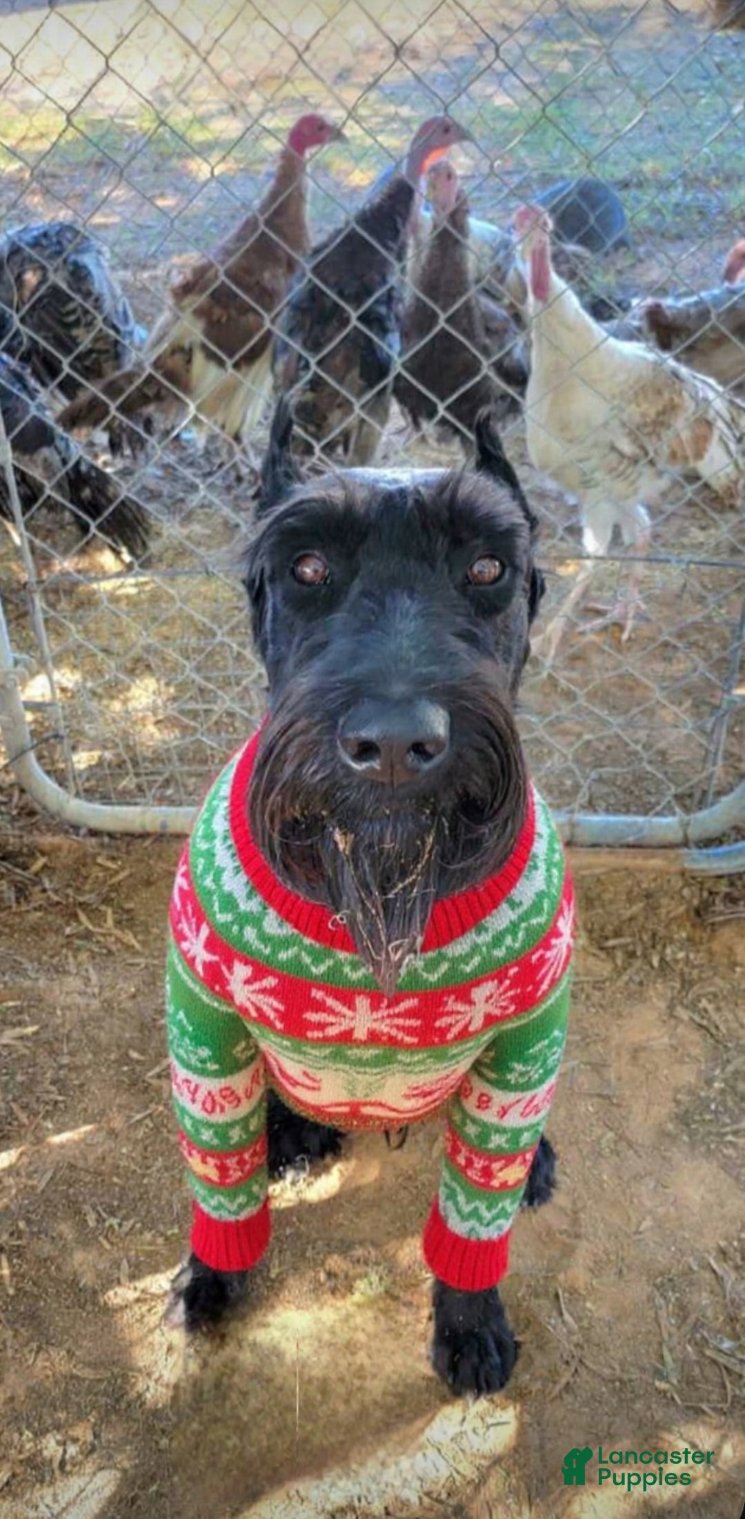 Gallery Image {{count}}