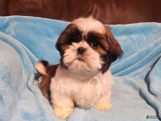 Shih Tzu dogs Shih Tzu Puppy 2 - Ad 28
