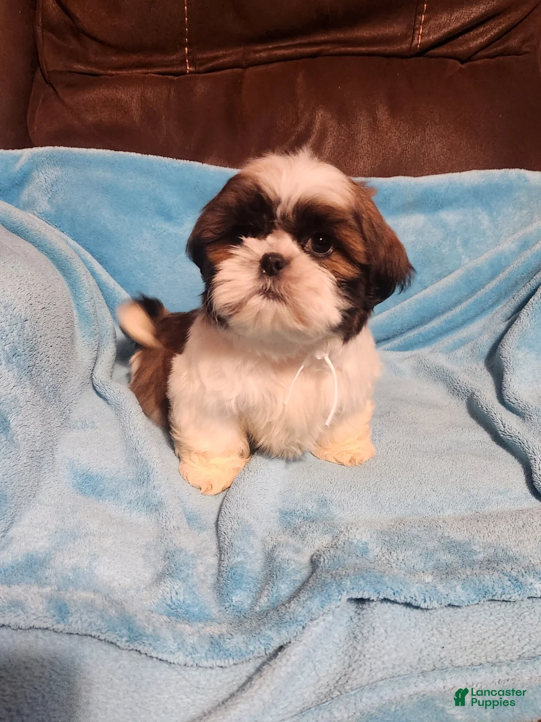Shih Tzu dogs for sale: Shih Tzu Puppy 2 - Ad 1