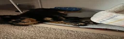 Pomeranian dogs for sale: Pomeranian Puppy 1 - Ad 4