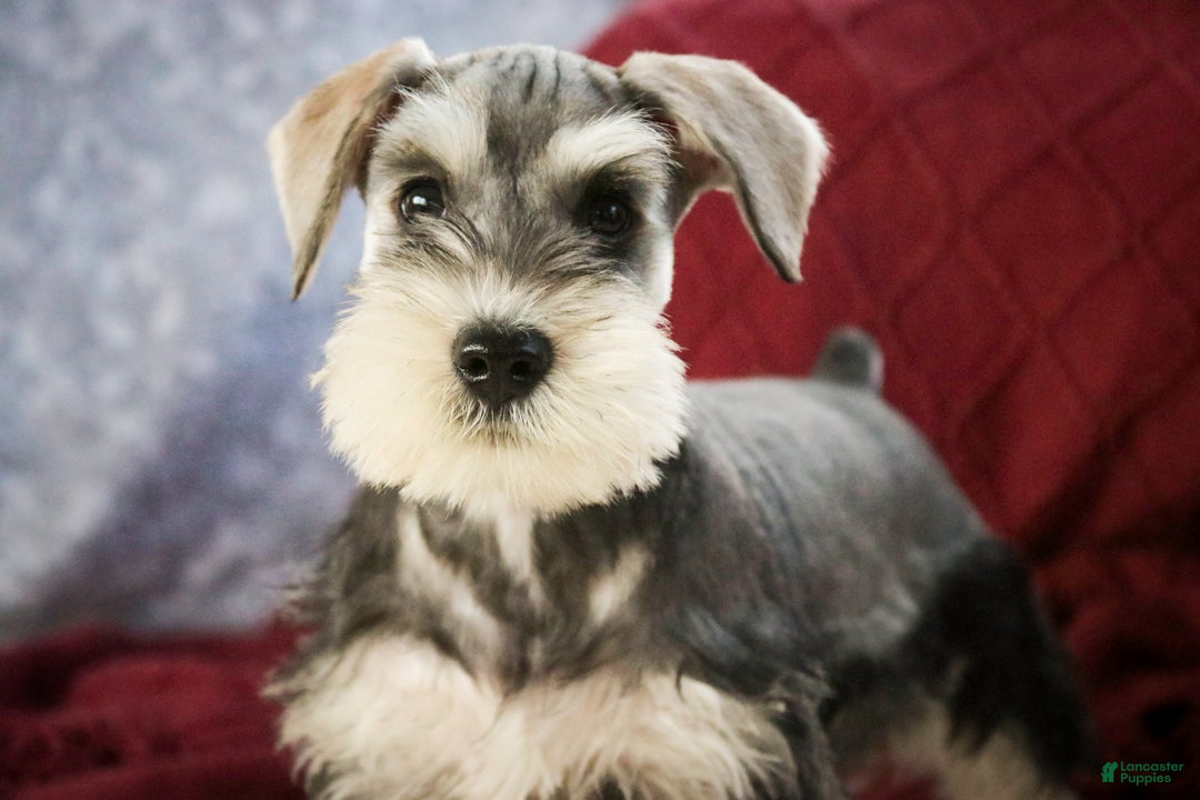 Miniature Schnauzer dogs for sale: Nicholas - Ad 7