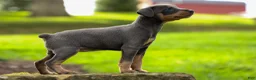 Miniature Pinscher dogs for sale: ABBY - Ad 7