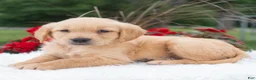 Golden Retriever dogs for sale: Harper  - Ad 3