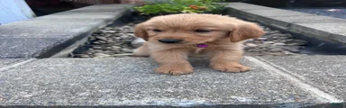 Golden Retriever 7