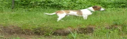 Jack Russell Terrier dogs for sale: Snickers - Ad 4