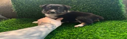 Mixed Breed dogs for sale: Auggie Female Tri (purple collar) - Ad 6
