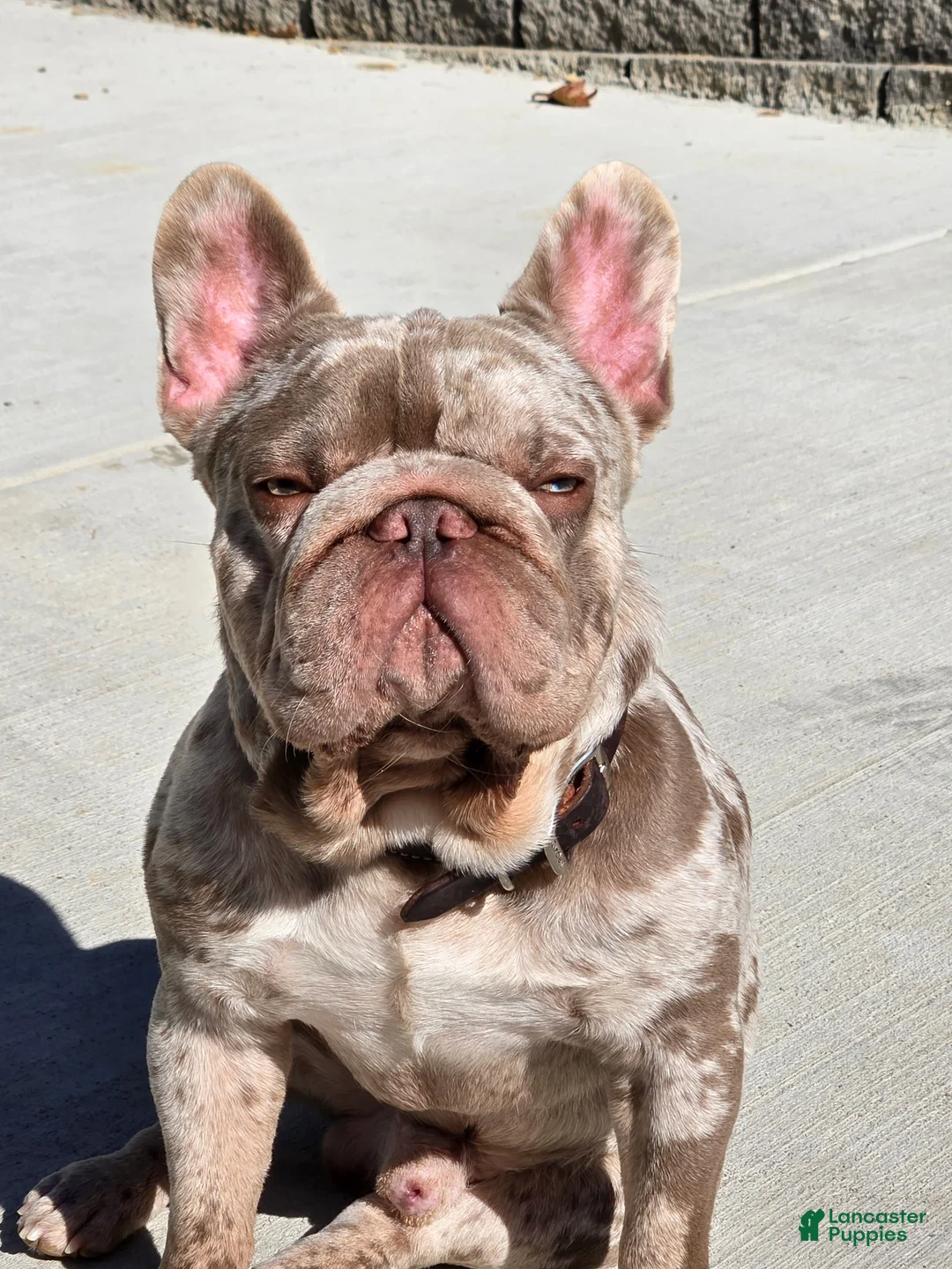 French Bulldog dogs for sale: French Bulldog Puppy 6 - Ad 6