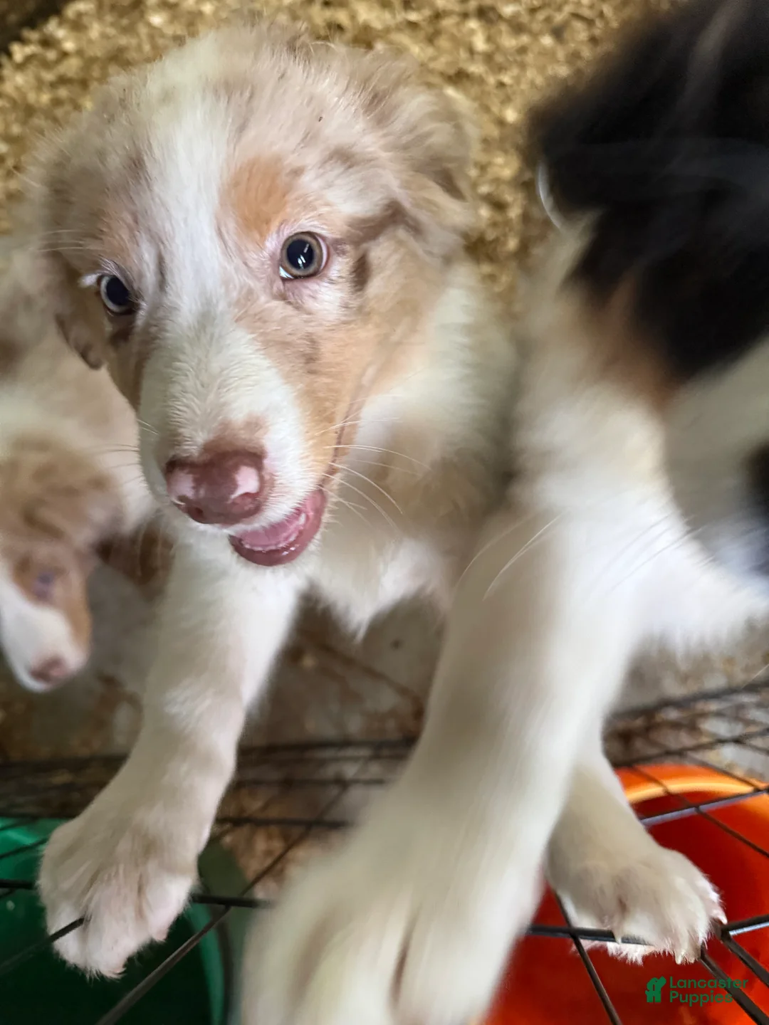 Australian Shepherd dogs for sale: Australian Shepherd 2 - Ad 2