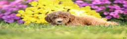 Mini Goldendoodle dogs for sale: Arnold - Ad 2
