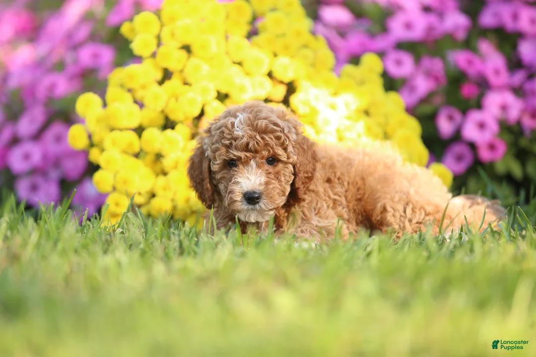 Mini Goldendoodle dogs for sale: Arnold - Ad 2