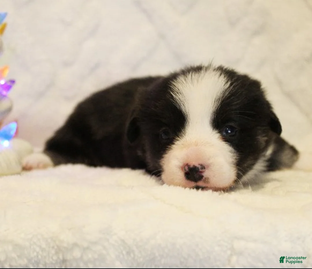 Welsh Corgi Pembroke dogs for sale: Elsa Genetically CLEAR - Ad 22