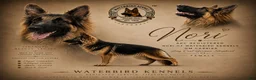 German Shepherd dogs for sale: German Shepherd 3 - Ad 4