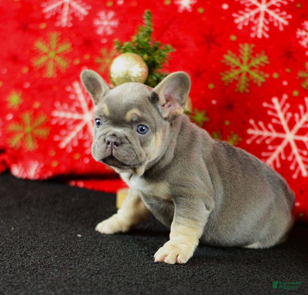 French Bulldog dogs for sale: Willie - Ad 2