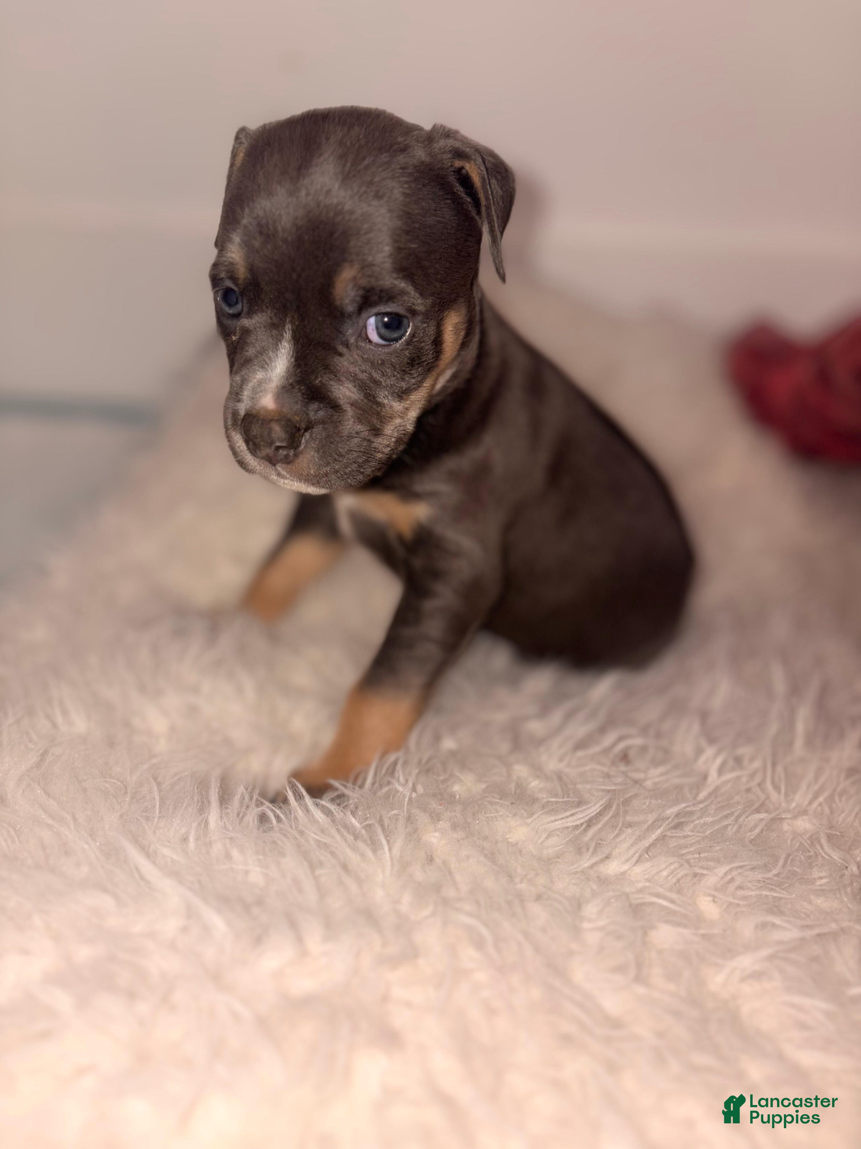 American Bully dogs June bug - Ad 3