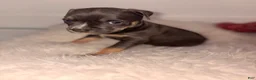 American Bully dogs for sale: June bug - Ad 1