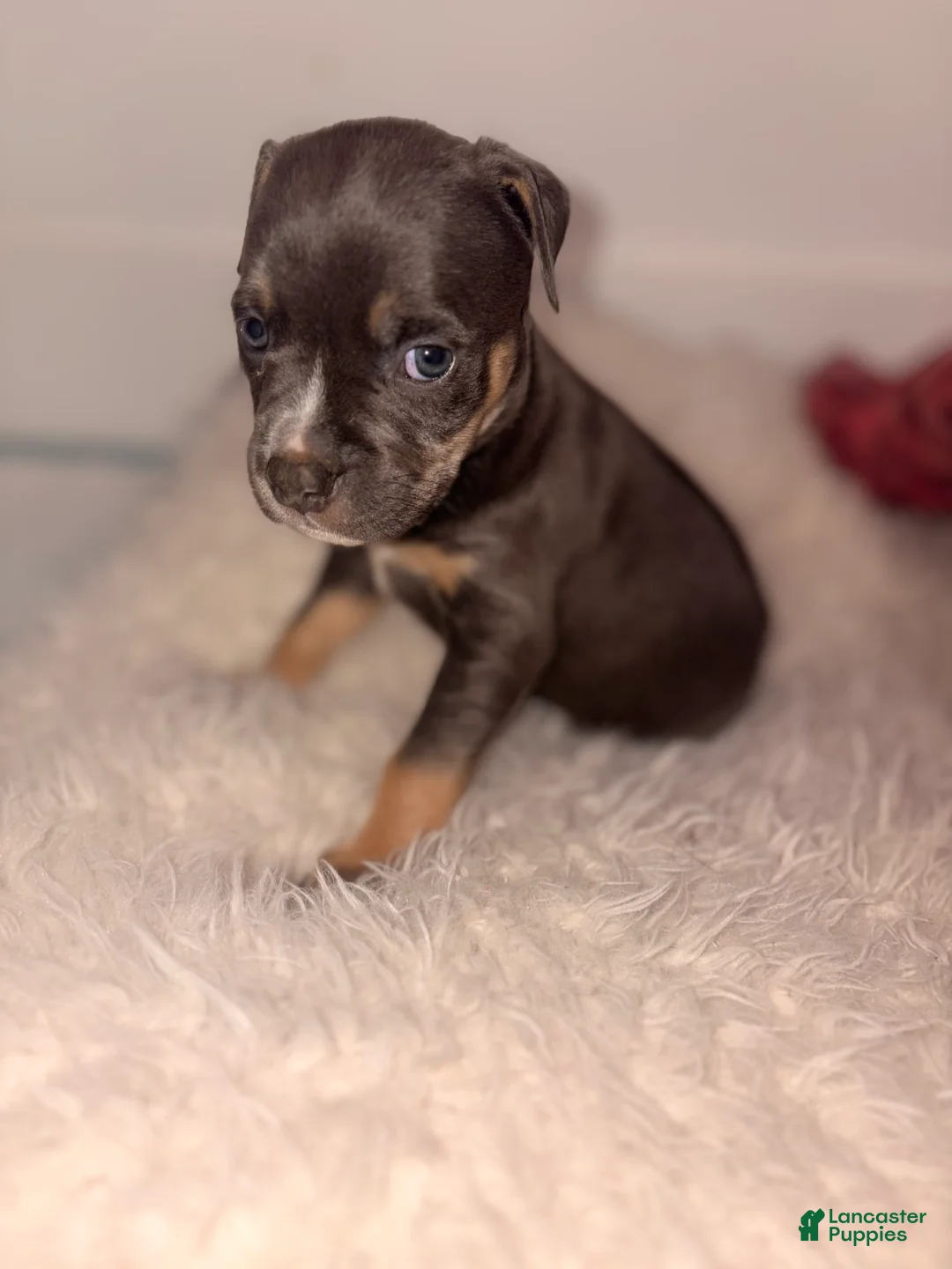 American Bully dogs for sale: June bug - Ad 1