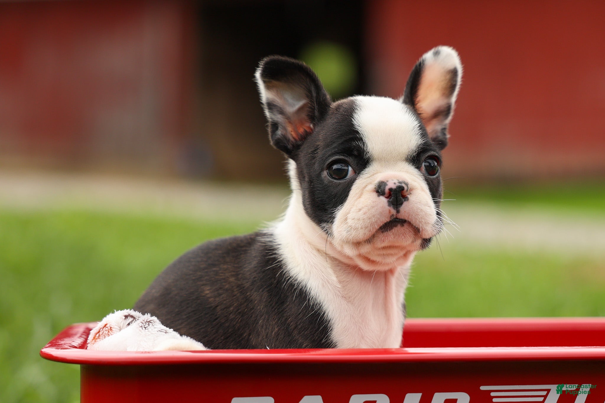 Frenchton dogs BONNIE - Ad 1