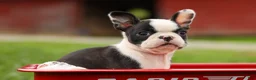 Frenchton dogs for sale: BONNIE - Ad 13