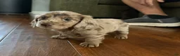Dachshund dogs for sale: Dark Chocolate - Ad 23