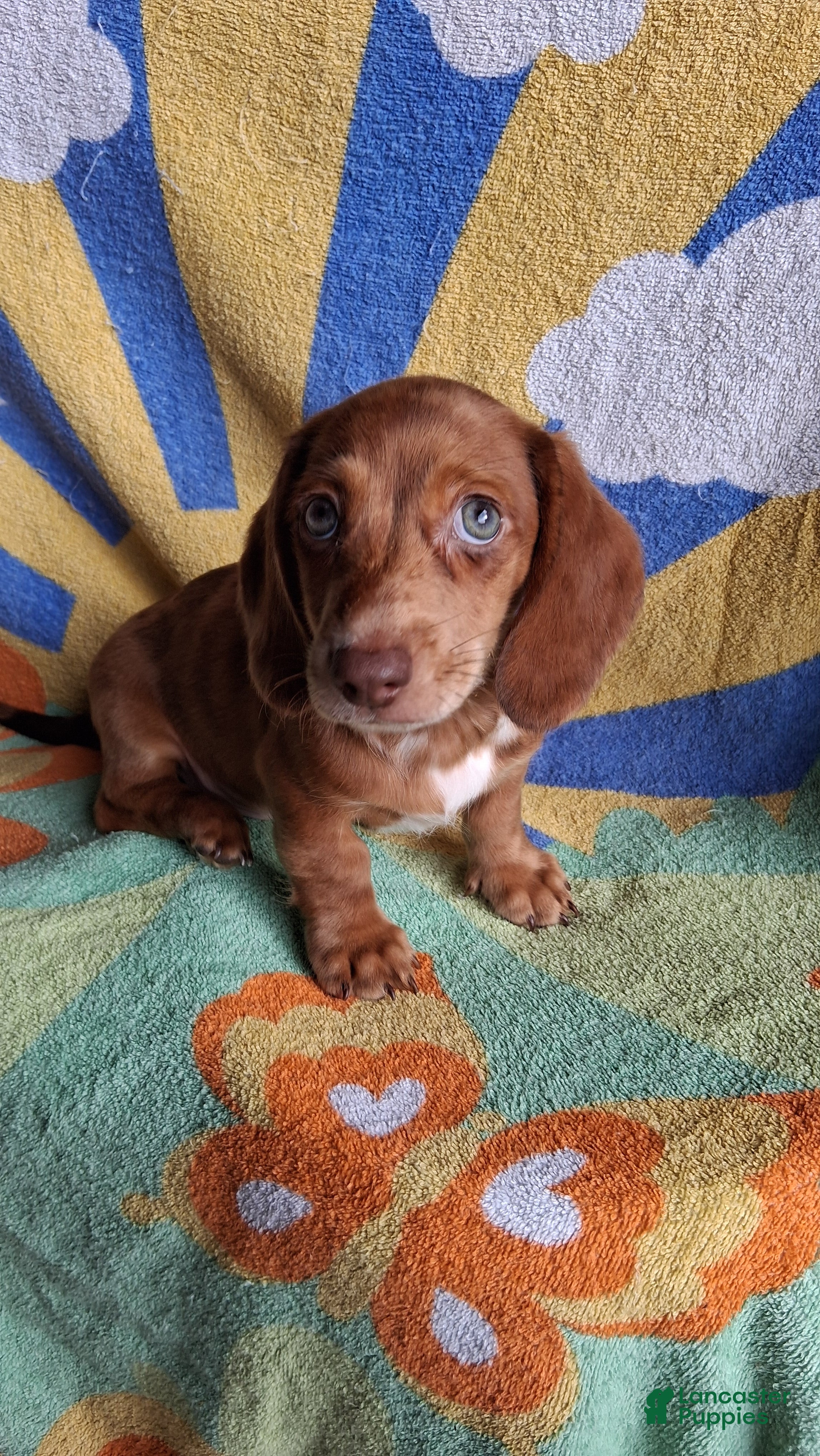 Miniature Dachshund dogs Dasher - Ad 1